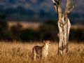 Avını İzleyen Çita