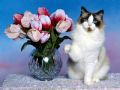 Kedi ve Çiçekler