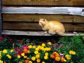 Kedi ve Çiçekler