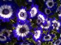 Mavi Çiçekler